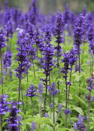 200Pcs Provence Lavender Seeds Fragrant Organic Flower Seeds Home Garden Bonsai Plant
