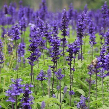 200Pcs Provence Lavender Seeds Fragrant Organic Flower Seeds Home Garden Bonsai Plant