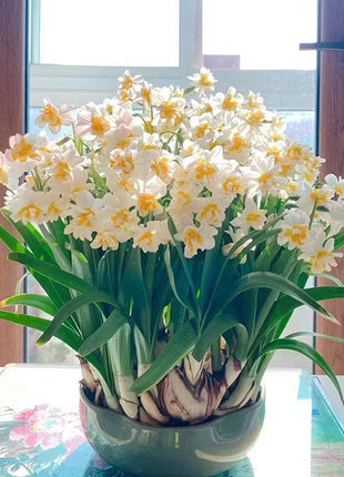 Daffodil Bulbs - All Star Mix