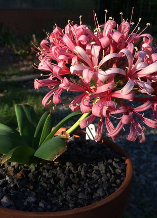 Ammocharis coranica - Ground lily