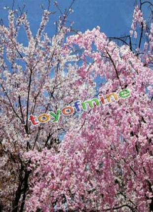 20PCS Cherry Bonsai Bonsai Tree Japanese New Blossoms Sakura seeds Flower Seeds