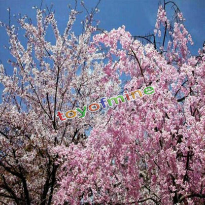 20PCS Cherry Bonsai Bonsai Tree Japanese New Blossoms Sakura seeds Flower Seeds