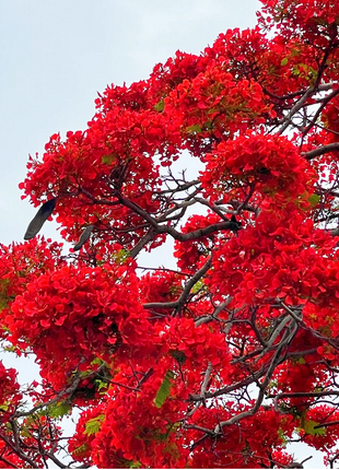 Royal Poinciana Seeds