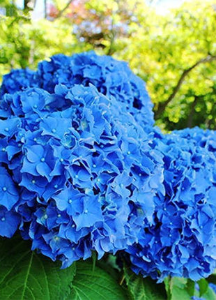 Hydrangea Seed: Unlock Nature's Beauty