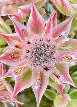 Rare Serruria florida Seeds - Blushing Bride