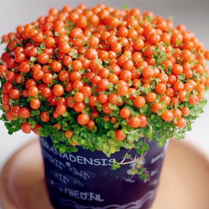 Egrow 50Pcs（100Pcs）/Bag Lamp Beads Grass Seeds Flower Seeds Garden Bonsai Plant for Home Garden Plants