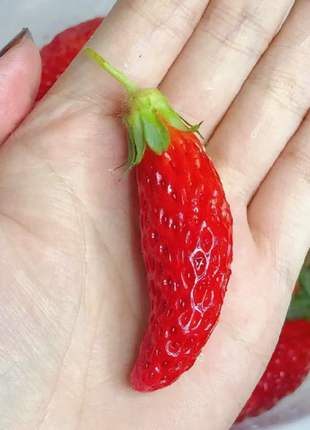 Rare Chili Strawberry Fruits Seeds