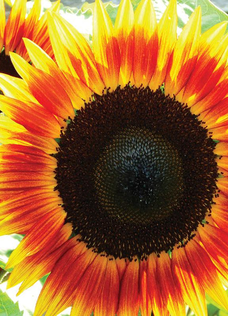 Sunflower, Fire Catcher