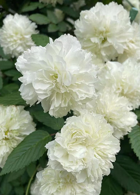 Blanc Double-Blossom de Coubert Seeds