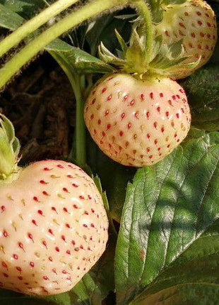 1 Bag Rare Milk Strawberry Seeds