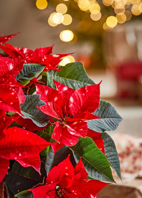 Christmas Star Flower Poinsettia Pot Seeds