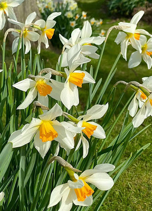 Daffodil Bulbs - All Star Mix