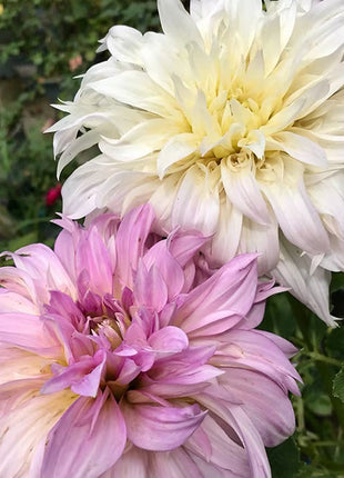 Mixed Giant Dahlia Seeds