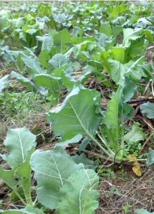 Kohlrabi Seeds