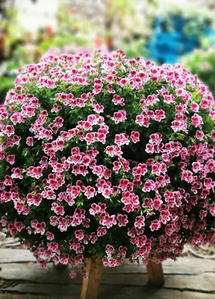 Angel's Eyes Perfume Geranium