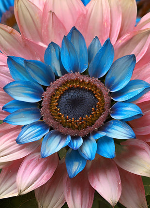 Double-flowered sunflower: blue-pink miracle 🌻🌻