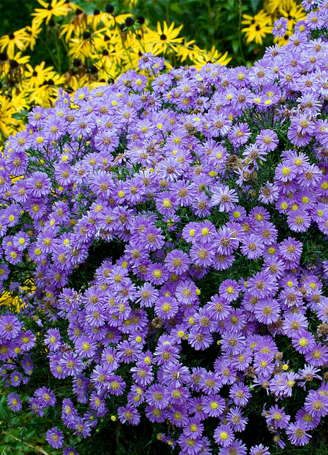 🫧Aster Seeds- Purple Dome