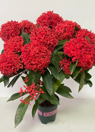 Dragon Boat Flower Seeds