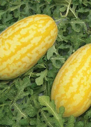 Gold In Gold Hybrid Watermelon Seeds