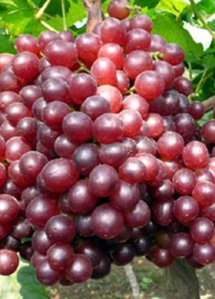 Red Kyoho Grape Seeds
