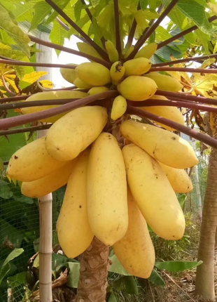 Organic Papaya Tree Seeds Heirloom Edible