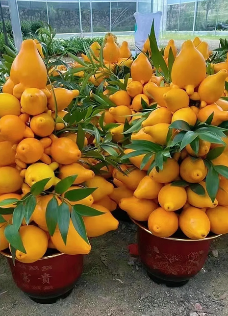 Golden Fruit Seeds 💛Five Generations Of Fruits💛