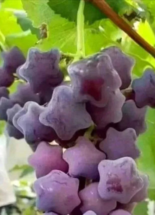 Winter Star Grape Seeds