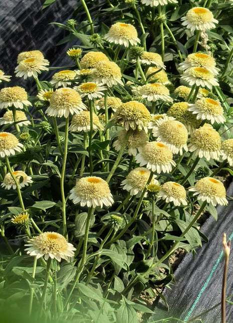 Coneflower Seeds (Echinacea)