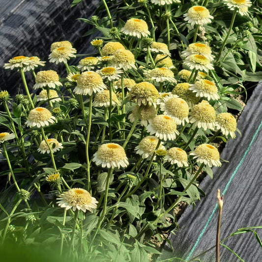 Coneflower Seeds (Echinacea)