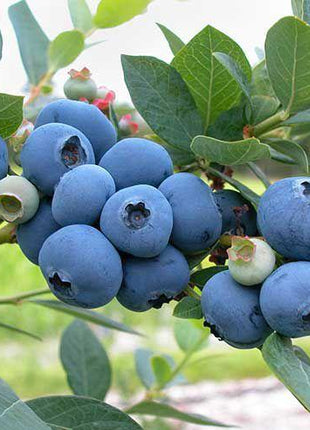20Pcs Seeds Sweet High BUSH Northern BLUEBERRY Heirloom NON-GMO USA SELLER!