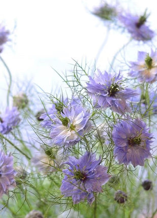 Love-In-A-Mist Seeds