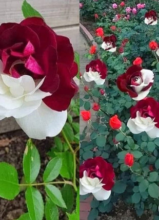 Rare Rose Seeds for Planting