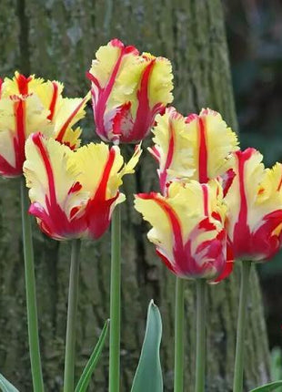 NEW!!!100pcs/ Bag-Tulip Seeds Garden Flower Plant Flowers