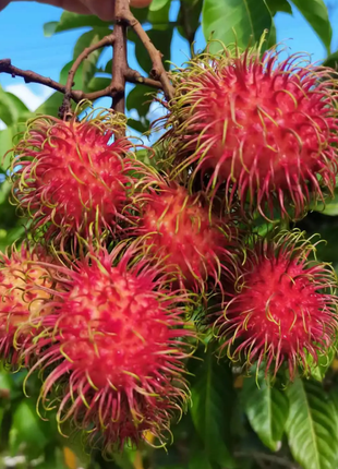 Garden Red Rambutan Fruit Seeds