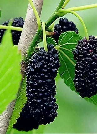 Black Mulberry Seeds