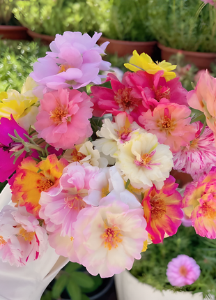 🌹Moss Rose—Immortal Flower