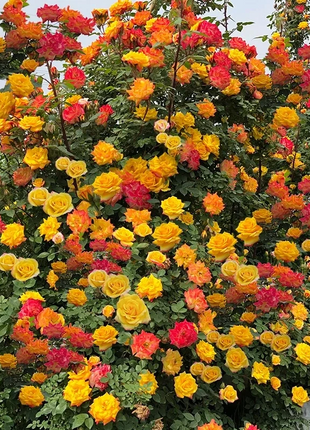 Climbing Rainbow Rose Seeds
