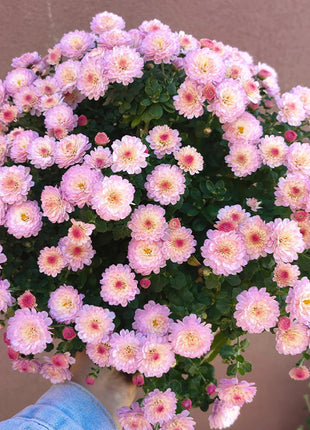 🌸Candy Chrysanthemum Seeds