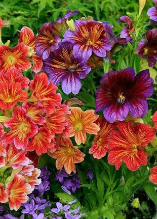 Chilean Morning Glory Seeds