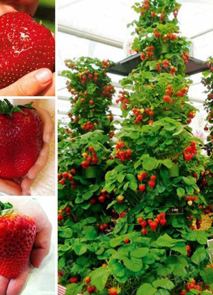 Climbing Strawberry Tree Seeds