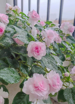Pink Double Camellia Impatiens Sweet Princess Seeds