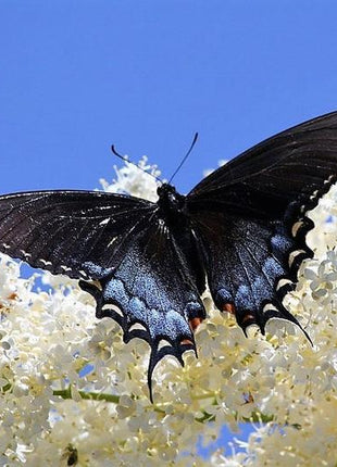 MIXED Colors BUTTERFLY BUSH Buddleia Davidii Flower Shrub Seeds