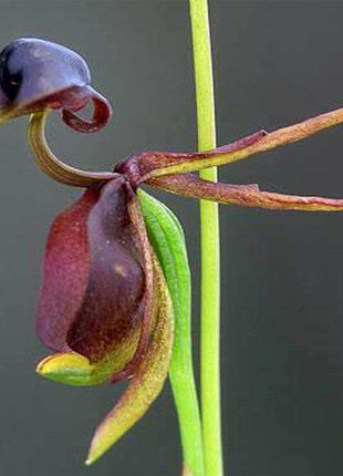 Flying Duck Orchid-Rare flower seed