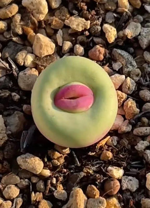 500pcs Red Lip Succulent Seeds – Uncommon Succulent Variety for Collectors & Garden Lovers