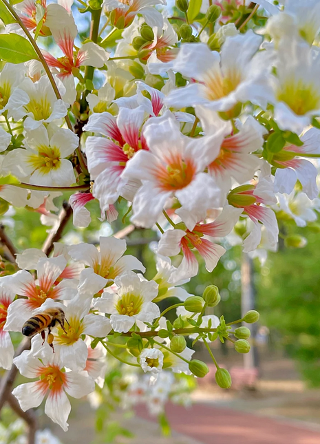 Xanthoceras Sorbifolia Flower🌺Flowers Bloom And Good Luck Comes