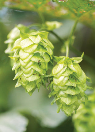 Hops, Mt. Hood