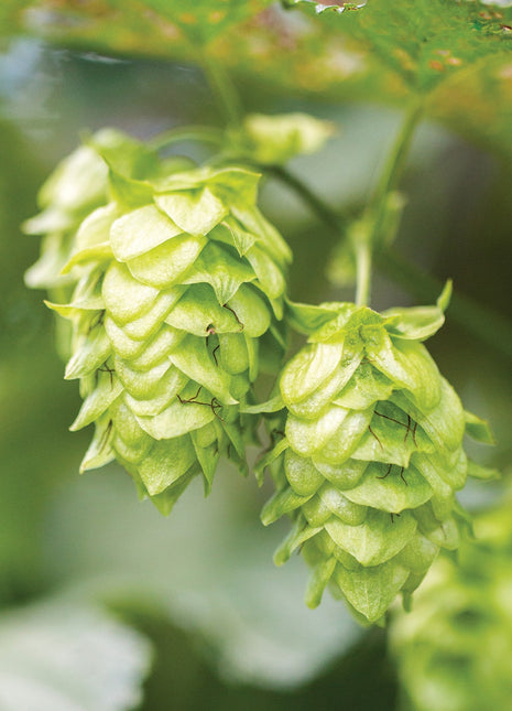 Hops, Mt. Hood