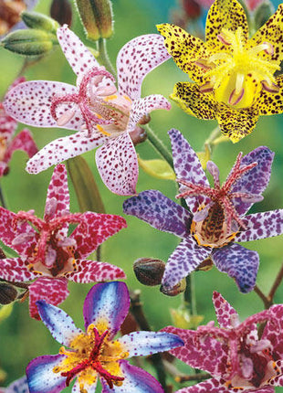 Deluxe Toad Lily Mixture