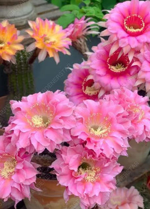 Prickly Pear🌺Flowering Varieties