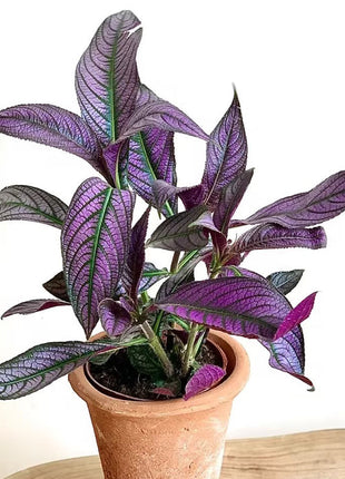Persian Shield Hued Foliage Plant